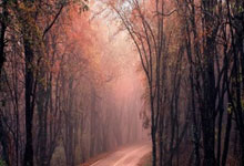 爱尔兰体操选手意气风发，斩获次席